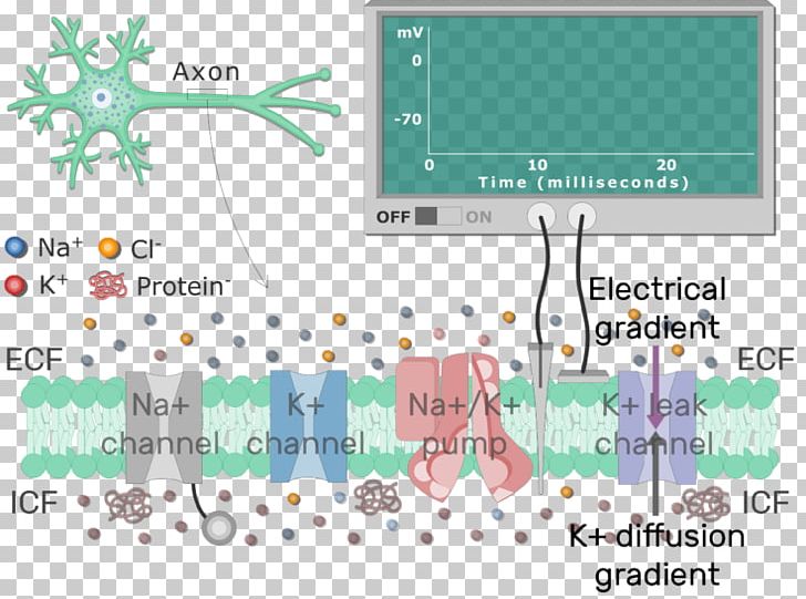 Resting Potential Cell Membrane Membrane Potential Neuron Biological Membrane PNG, Clipart, Action Potential, Area, Axon, Biological Membrane, Cell Free PNG Download
