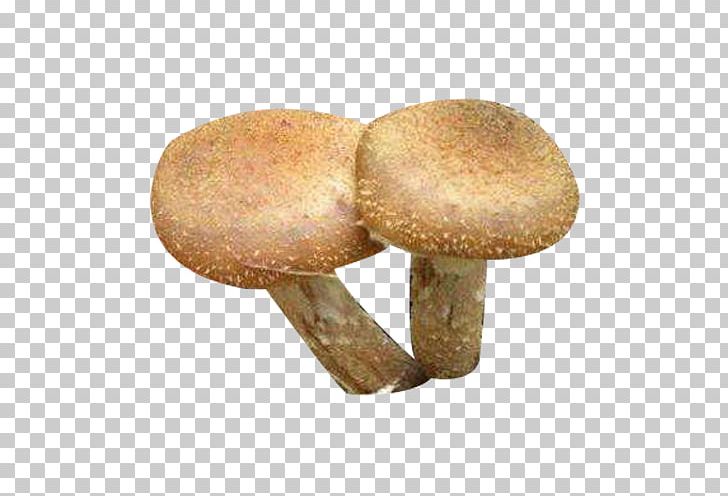 Asian Hazel Computer Icons PNG, Clipart, Adobe Illustrator, Asian Hazel, Computer Icons, Download, Edible Mushroom Free PNG Download