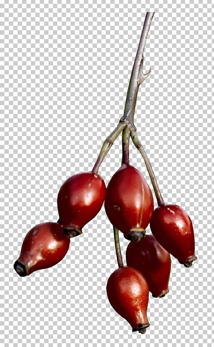 Cranberry Photography PNG, Clipart, Autumn, Berry, Cherry, Cranberry, Dots Per Inch Free PNG Download
