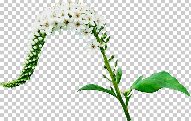 Flower PhotoScape Encapsulated PostScript PNG, Clipart, Cut Flowers, Encapsulated Postscript, Flora, Flower, Flower Branch Free PNG Download