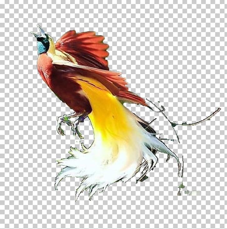 New Guinea Bird-of-paradise PNG, Clipart, Animaatio, Animals, Beak, Bird, Bird Of Paradise Free PNG Download