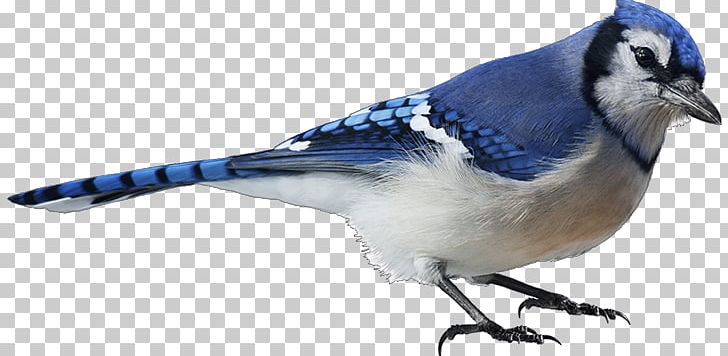 Bird Blue Jay Stock Photography PNG, Clipart, Bird, Blue Jay, Stock Photography, Watercolor Free PNG Download
