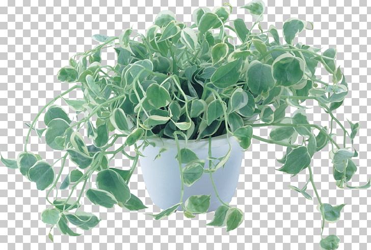 Plant Leaf Computer PNG, Clipart, Clip Art, Computer, Data, Flowerpot, Food Drinks Free PNG Download