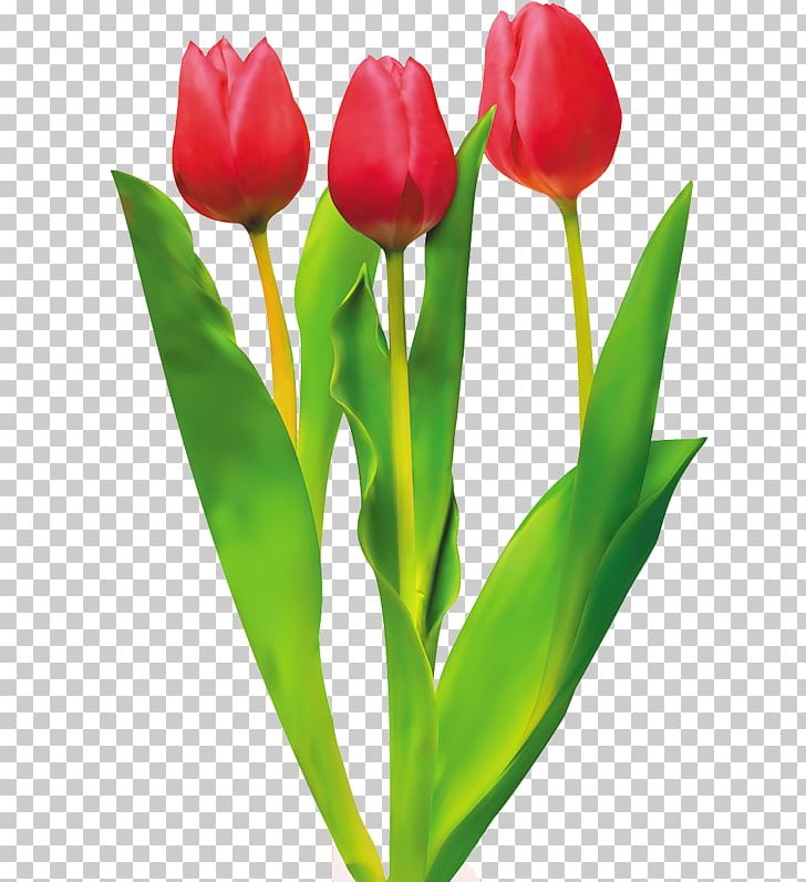 Tulip Cut Flowers Red PNG, Clipart, Blume, Cut Flowers, Encapsulated Postscript, Euclidean Vector, Floristry Free PNG Download