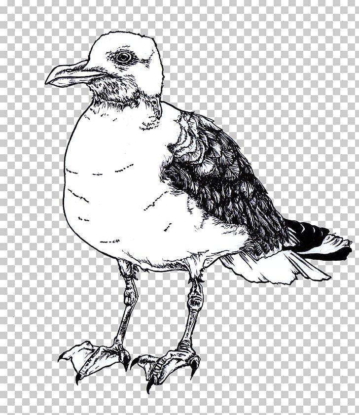 Water Bird Shorebirds Drawing PNG, Clipart, Anatidae, Animal, Animals, Art, Artwork Free PNG Download