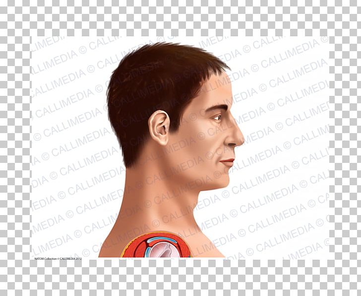 Human Head Chin Anatomy Forehead PNG, Clipart, Anatomy, Audio, Audio Equipment, Brown Hair, Cheek Free PNG Download