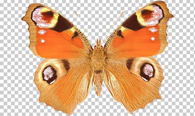 Moths And Butterflies Butterfly Cynthia (subgenus) Insect Aglais Io PNG, Clipart, Aglais Io, American Painted Lady, Brushfooted Butterfly, Butterfly, Cynthia Subgenus Free PNG Download