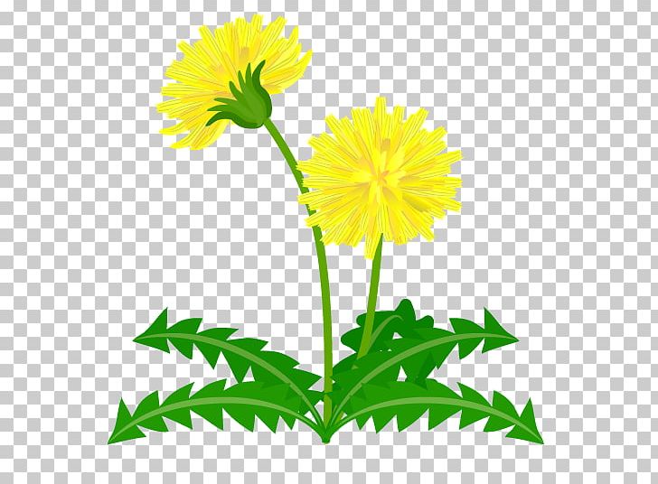Common Dandelion PNG, Clipart, Art, Calendula, Chamaemelum Nobile, Chrysanths, Common Dandelion Free PNG Download