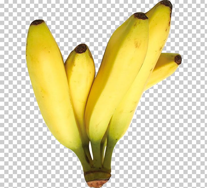 Saba Banana Cooking Banana PNG, Clipart, Banana, Banana Chips, Banana Family, Banana Leaf, Banana Leaves Free PNG Download