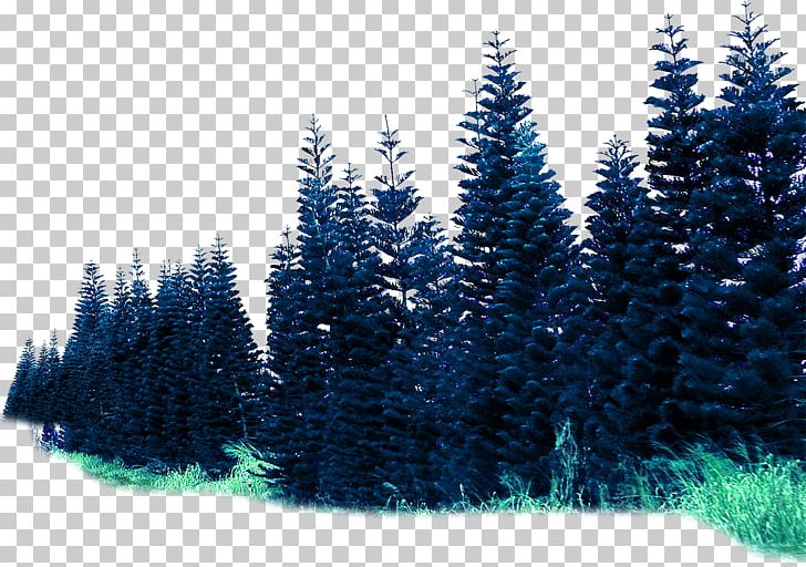 Spruce Forest Rendering PNG, Clipart, Background Effects, Biome, Blue, Brush Effect, Burst Effect Free PNG Download