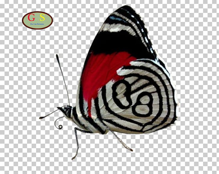 Swallowtail Butterfly Cramer's Eighty-eight Insect Graphium Weiskei PNG, Clipart,  Free PNG Download