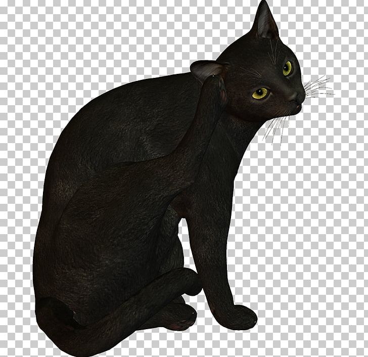 Black Cat Bombay Cat Korat Domestic Short-haired Cat Whiskers PNG, Clipart, Asian, Black, Black Cat, Bombay, Bombay Cat Free PNG Download