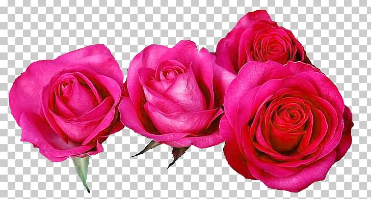 Garden Roses Cabbage Rose Floribunda Cut Flowers Floristry PNG, Clipart, Cut Flowers, Floribunda, Floristry, Flower, Flower Bouquet Free PNG Download