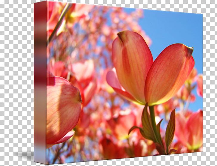 Tulip Flowering Dogwood Printmaking Printing PNG, Clipart, Art, Blossom, Canvas, Canvas Print, Dogwood Free PNG Download