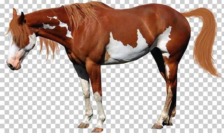 American Miniature Horse American Paint Horse Mustang National Show Horse Stallion PNG, Clipart, American Paint Horse, Anim, Bit, Black, Bridle Free PNG Download