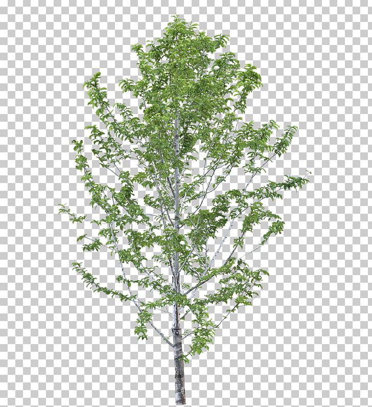 Birch Indian-almond Tree Plants Leaf PNG, Clipart, Almond, Bamboo, Birch, Branch, Elm Free PNG Download