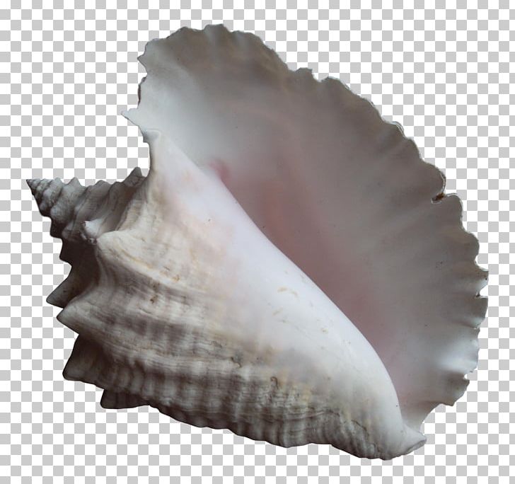 Clam Conch Seashell Cockle Mussel PNG, Clipart, April 14, Chairish, Clam, Clams Oysters Mussels And Scallops, Cockle Free PNG Download