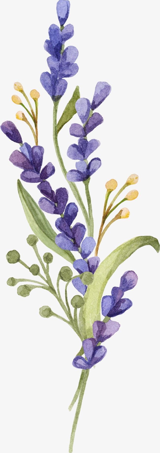 Lavender PNG, Clipart, Beauty In Nature, Blossom, Blue, Botany, Bouquet Free PNG Download