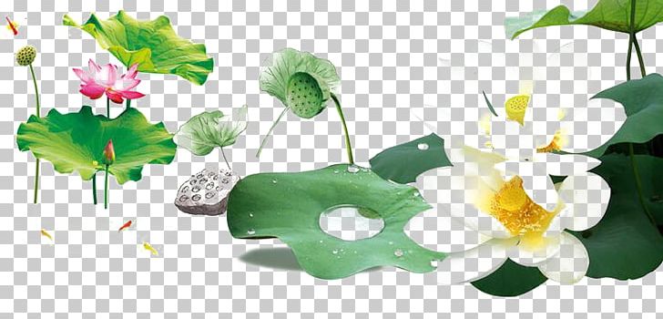 Nelumbo Nucifera PNG, Clipart, Cartoon Pond, Computer Wallpaper, Editing, Flora, Floral Design Free PNG Download