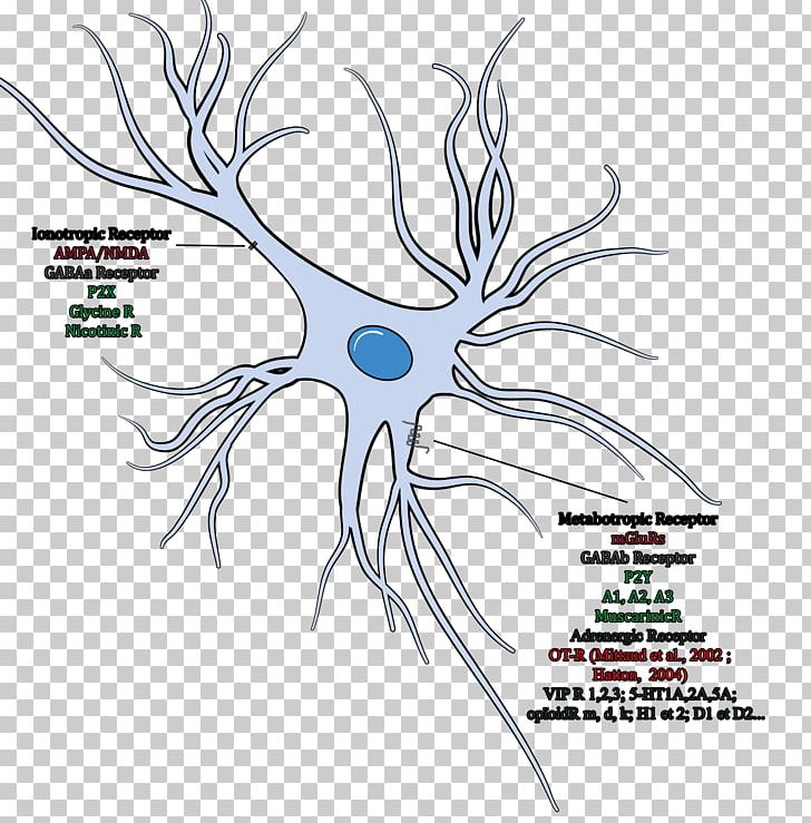 Neuroglia Cell Oligodendrocyte Brain Neuron PNG, Clipart, Astrocyte, Bone, Brain, Brain Tumor, Branch Free PNG Download