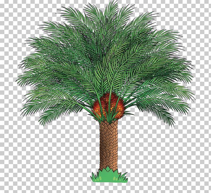 Palm Oil African Oil Palm Ministry Of Plantation Industries And Commodities PNG, Clipart, African Oil Palm, Arecales, Cooking Oils, Crop, Date Palm Free PNG Download
