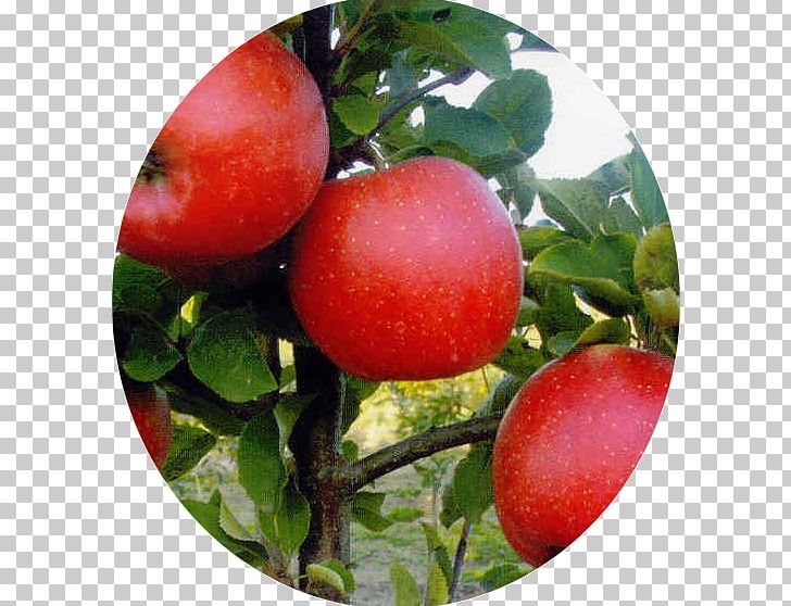 Plum Tomato Apples Champion Cultivar PNG, Clipart, Acerola Family, Apple, Apples, Apple Scab, Auglis Free PNG Download