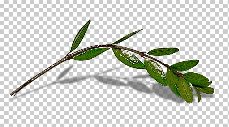 Plant Flower Leaf Tree Branch PNG, Clipart, Branch, Flower, Leaf, Plant, Plant Stem Free PNG Download