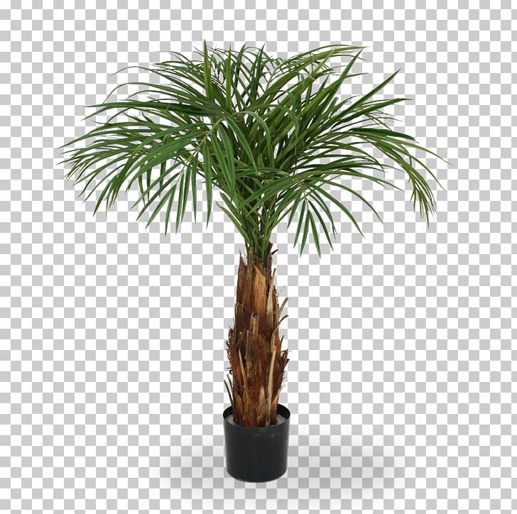 Arecaceae Trachycarpus Fortunei Chamaerops Canary Island Date Palm Areca Palm PNG, Clipart, Arecaceae, Arecales, Areca Palm, Artificial Flower, Chamaerops Free PNG Download