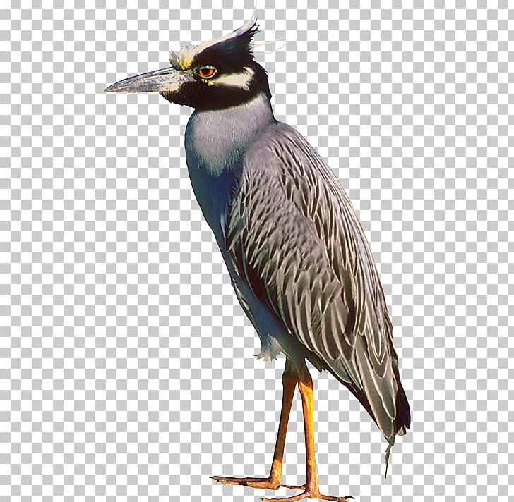 Bird Animal Flight PNG, Clipart, Animal, Animals, Beak, Bird, Bird Of Prey Free PNG Download