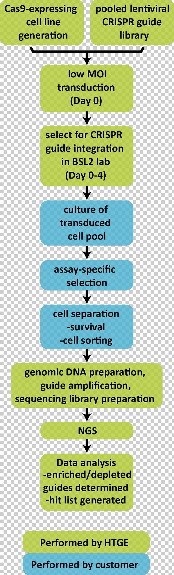 CRISPR Genome Editing Cas9 Gene Knockout PNG, Clipart, Angle, Area, Cas9, Cell, Cell Culture Free PNG Download