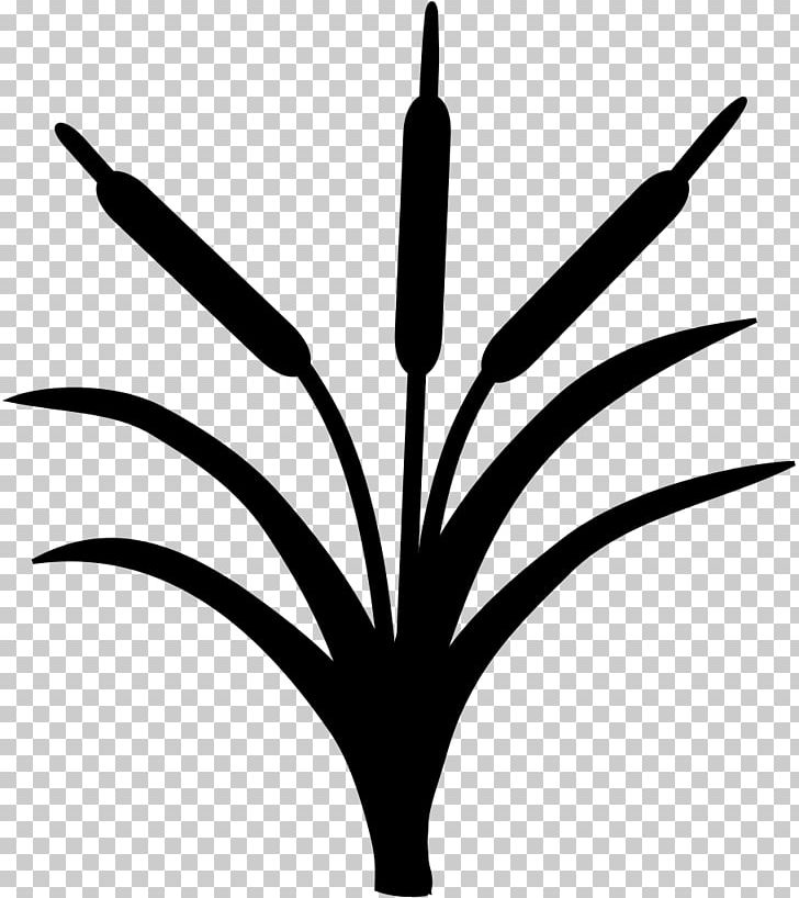 Leaf Plant Stem Flower Line PNG, Clipart, Black And White, Bulrush, Flower, Leaf, Line Free PNG Download