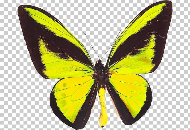 Monarch Butterfly Gossamer-winged Butterflies Ornithoptera Goliath Birdwing PNG, Clipart,  Free PNG Download