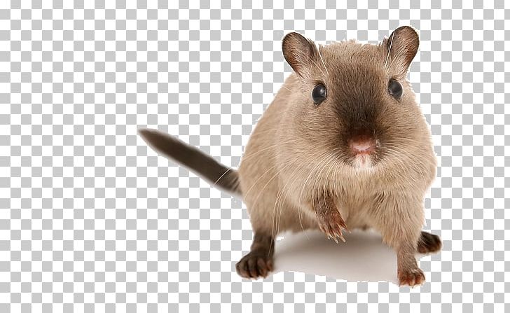 Hamster Gerbil Guinea Pig Mouse Pet PNG, Clipart, Amazoncom, Animals, Bedding, Cage, Common Degu Free PNG Download