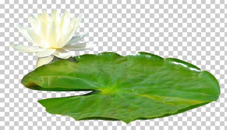 Portable Network Graphics Sacred Lotus Leaf PNG, Clipart, Aquatic Plant, Aquatic Plants, Download, Flower, Garden Free PNG Download