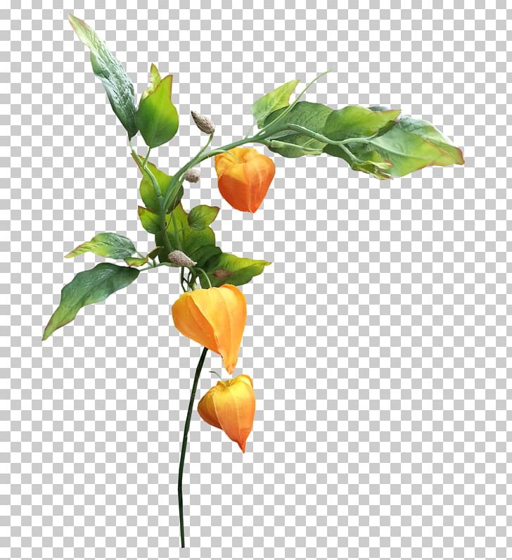 Chinese Lantern Autumn Flower PNG, Clipart, Autumn, Autumn Leaves, Branch, Chinese Lantern, Citrus Free PNG Download