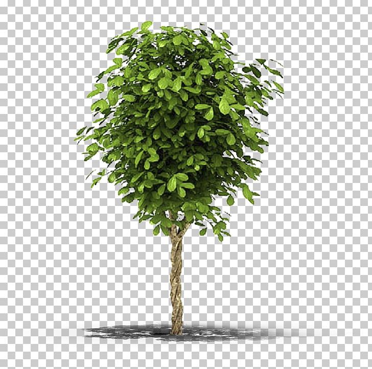 Fig Trees Vine Christmas Tree Evergreen PNG, Clipart, 3 D, 3 D Model, Arecaceae, Branch, Broadleaved Tree Free PNG Download