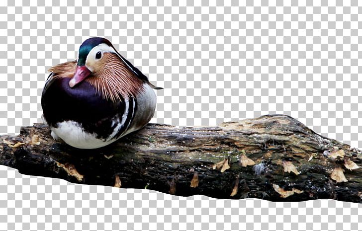 Mandarin Duck Bird PNG, Clipart, Adobe Illustrator, Animals, Beak, Bird, Birds Free PNG Download