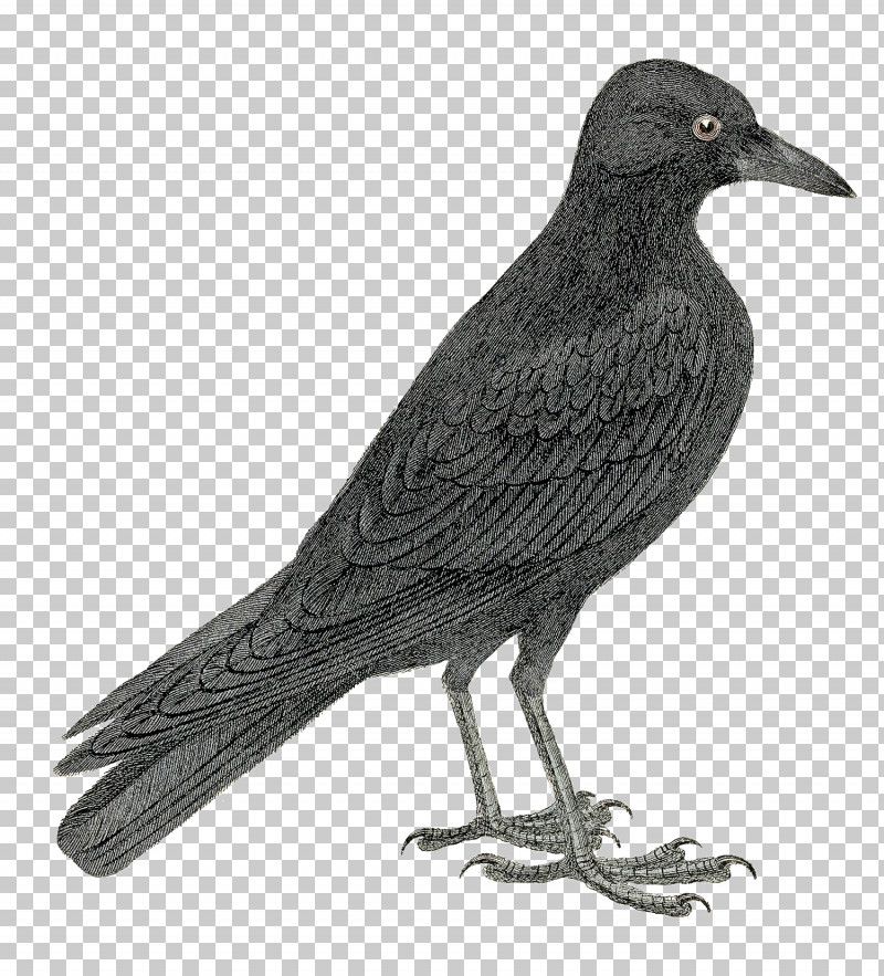Bird Beak Crow Raven New Caledonian Crow PNG, Clipart, Beak, Bird, Crow, Crowlike Bird, Fish Crow Free PNG Download