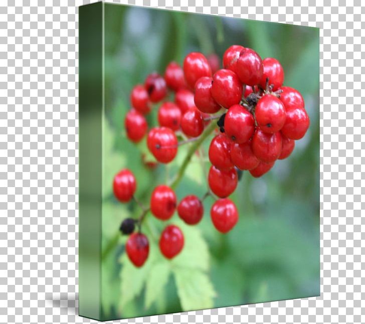 Lingonberry Zante Currant Shepherdia Cranberry PNG, Clipart, Aquifoliaceae, Aquifoliales, Auglis, Cherry, Currant Free PNG Download
