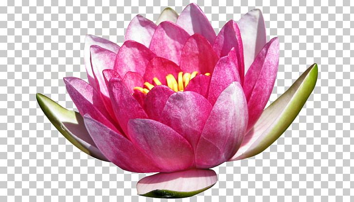 Nymphaea Lotus Nymphaea Pubescens Nymphaea Alba Dicotyledon Flower PNG, Clipart, Aquatic Plant, Cartoon, Celebration, Christmas Decoration, Flowers Free PNG Download