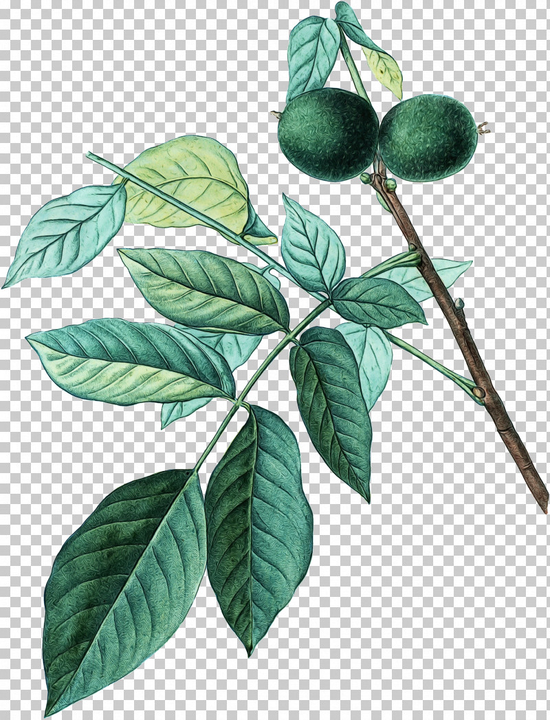 Leaf Plant Stem Tree Fruit Branching PNG, Clipart, Biology, Branching, Fruit, Leaf, Paint Free PNG Download