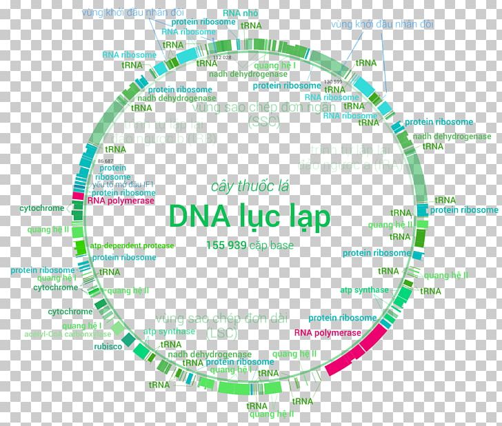 Plastome Chloroplast Genome DNA Nuclear Gene PNG, Clipart, Area, Brand, Calvin Cycle, Chloroplast, Circle Free PNG Download