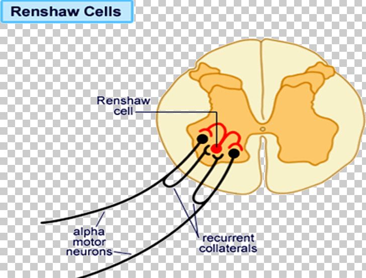 Renshaw Cell Motor Neuron Negative Feedback PNG, Clipart, Angle, Area, Biology, Cartoon, Cell Free PNG Download