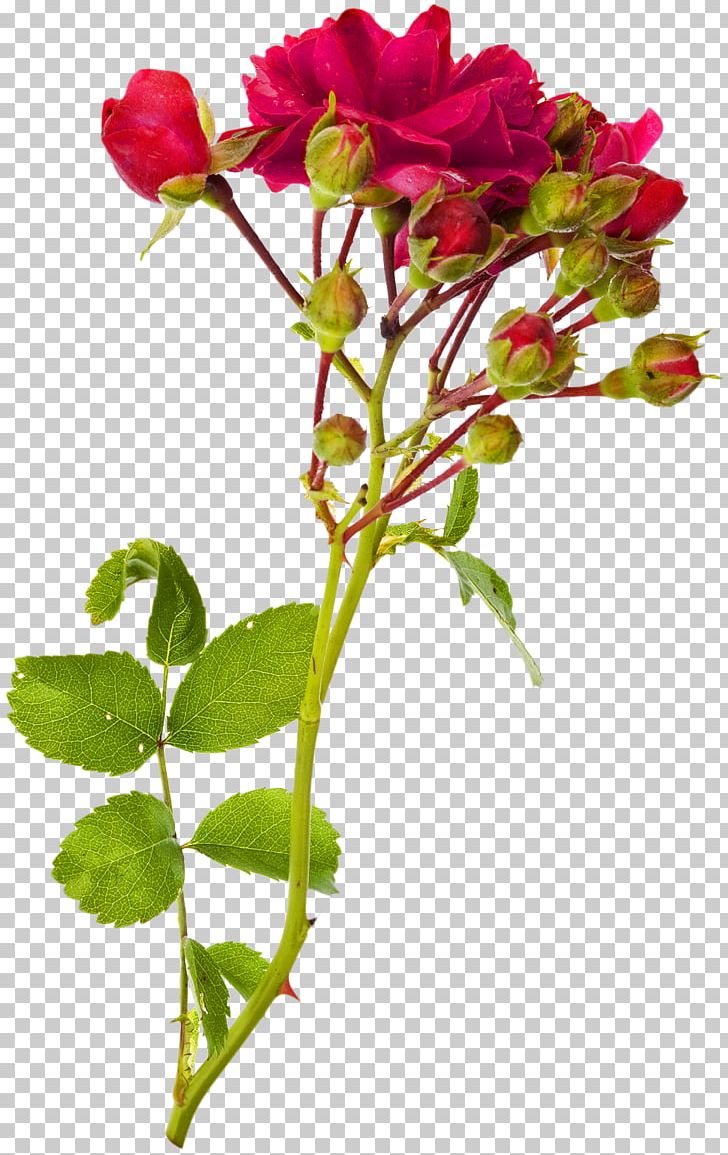 Rose Stock Photography Flower Red Shrub PNG, Clipart, Annual Plant, Branch, Cut Flowers, Floribunda, Flower Free PNG Download
