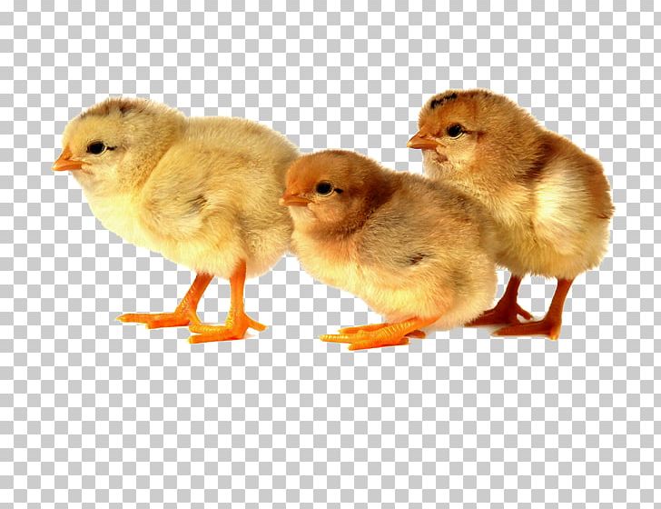 Broiler Chicken Duck Kifaranga Poultry Farming PNG, Clipart, Animals, Beak, Bird, Broiler, Broiler Industry Free PNG Download