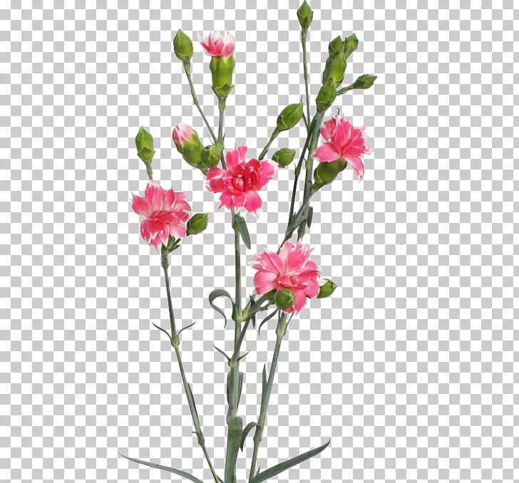 Carnation Cut Flowers Cherry Herbaceous Plant PNG, Clipart, Annual Plant, Carnation, Cherry, Cut Flowers, Dianthus Free PNG Download
