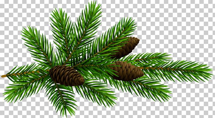 Fir Pine Conifer Cone PNG, Clipart, Branch, Christmas Ornament, Cone, Conifer, Conifer Cone Free PNG Download
