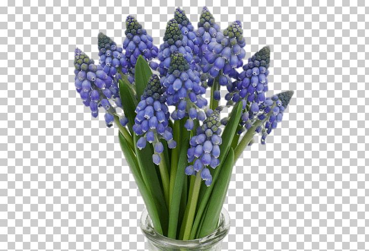 Muscari Armeniacum Blue Flower Muscari Botryoides Hyacinth PNG, Clipart, Artificial Flower, Blue, Color, Cut Flowers, Flower Free PNG Download
