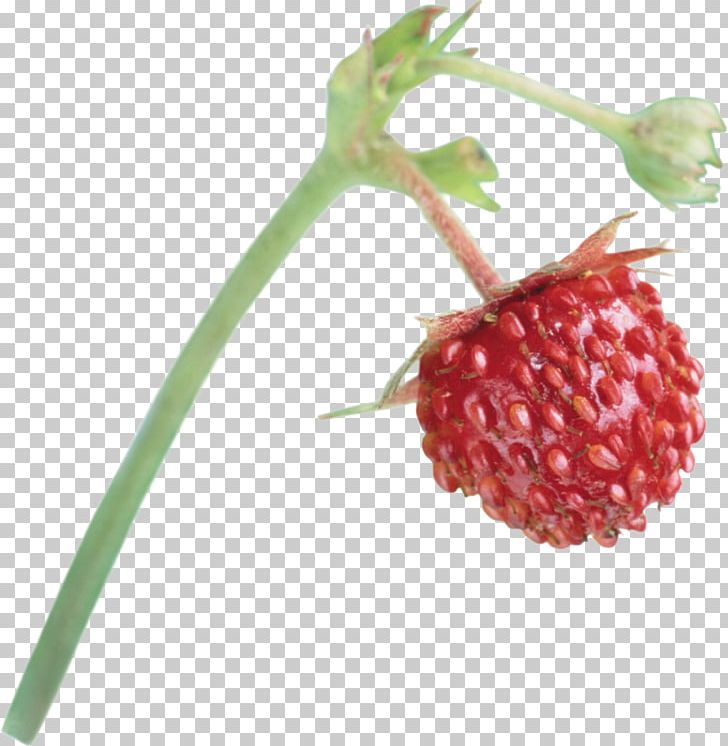 Musk Strawberry Aedmaasikas Fruit PNG, Clipart, Accessory Fruit, Aedmaasikas, Amorodo, Auglis, Berry Free PNG Download