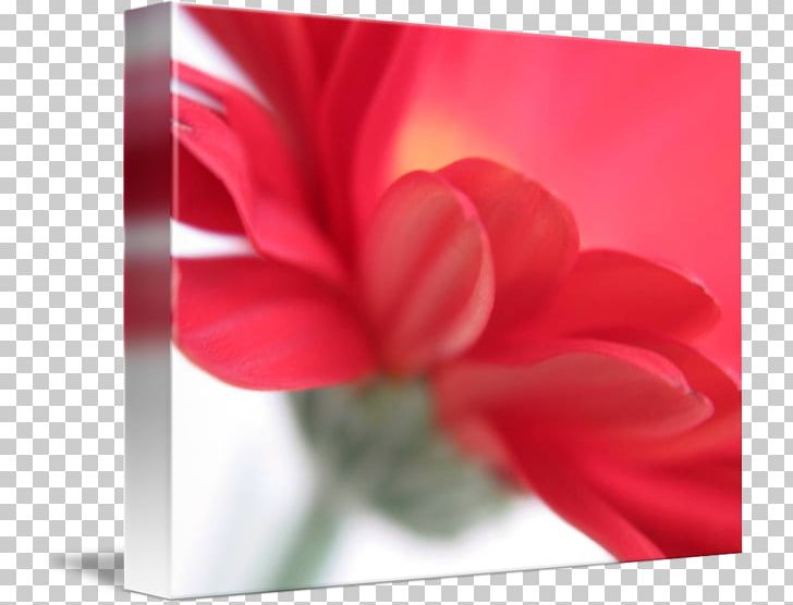 Rose Family Gallery Wrap Red Canvas Art PNG, Clipart, Art, Canvas, Closeup, Family, Flower Free PNG Download